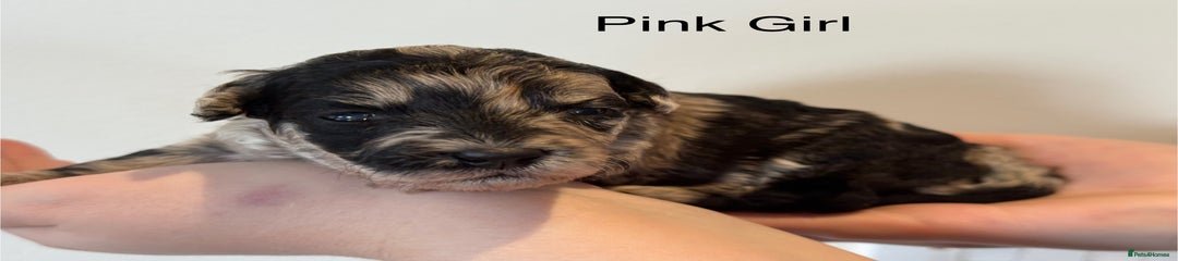Pink Girl