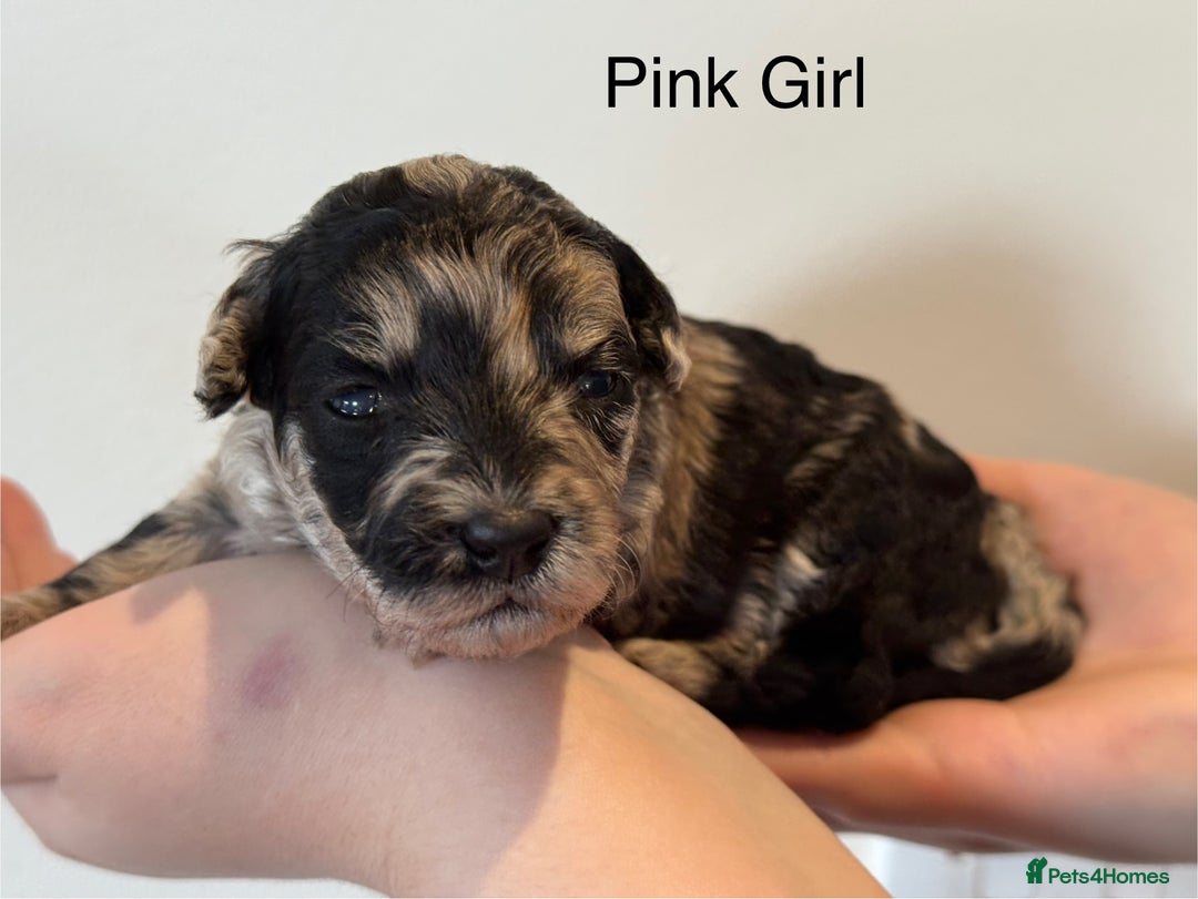 Mixed Breed dogs for sale: Stunning litter of 3/4 Toy Poodle X Welsh Collie - Image 8