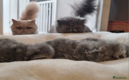 Persian cats for sale: Blue litter due in a few days time - Image 9