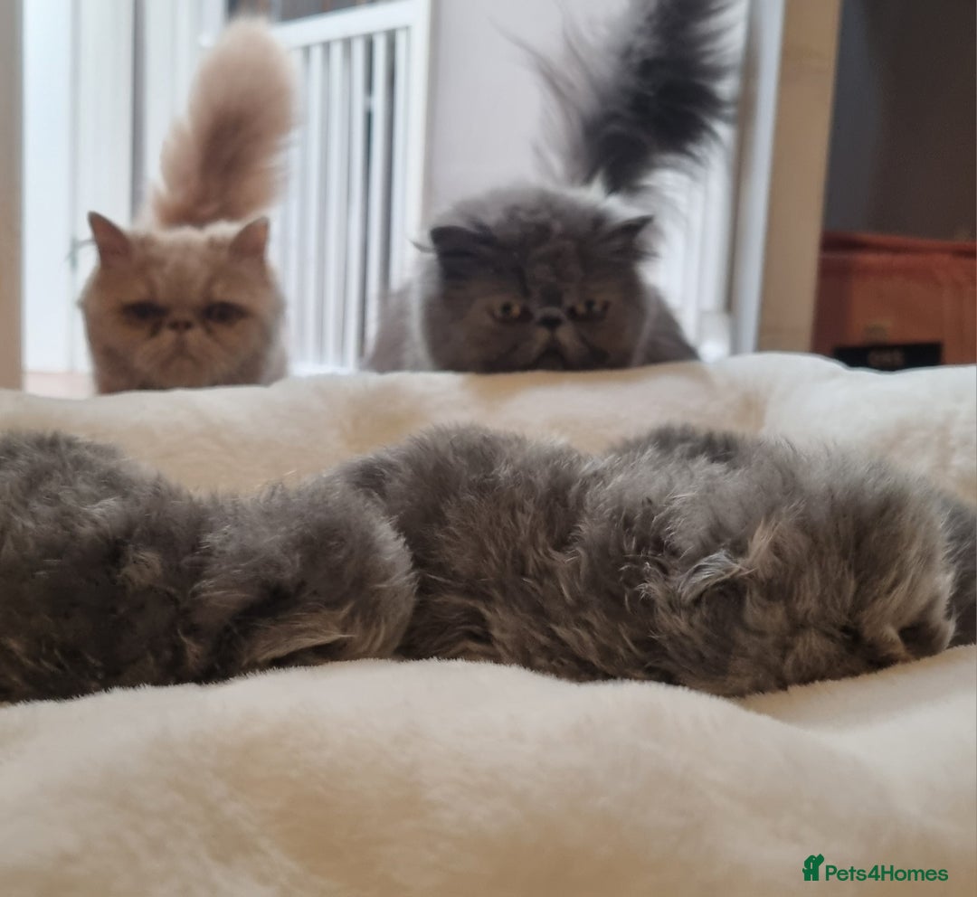 Persian cats for sale: Blue litter due in a few days time - Image 9