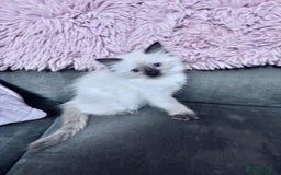 Ragdoll cats for sale: 5 Stunning Ragdoll Kittens  - Image 18