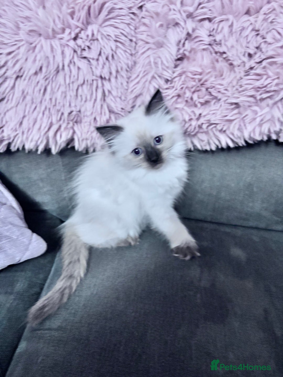 Ragdoll cats for sale: 5 Stunning Ragdoll Kittens  - Image 18