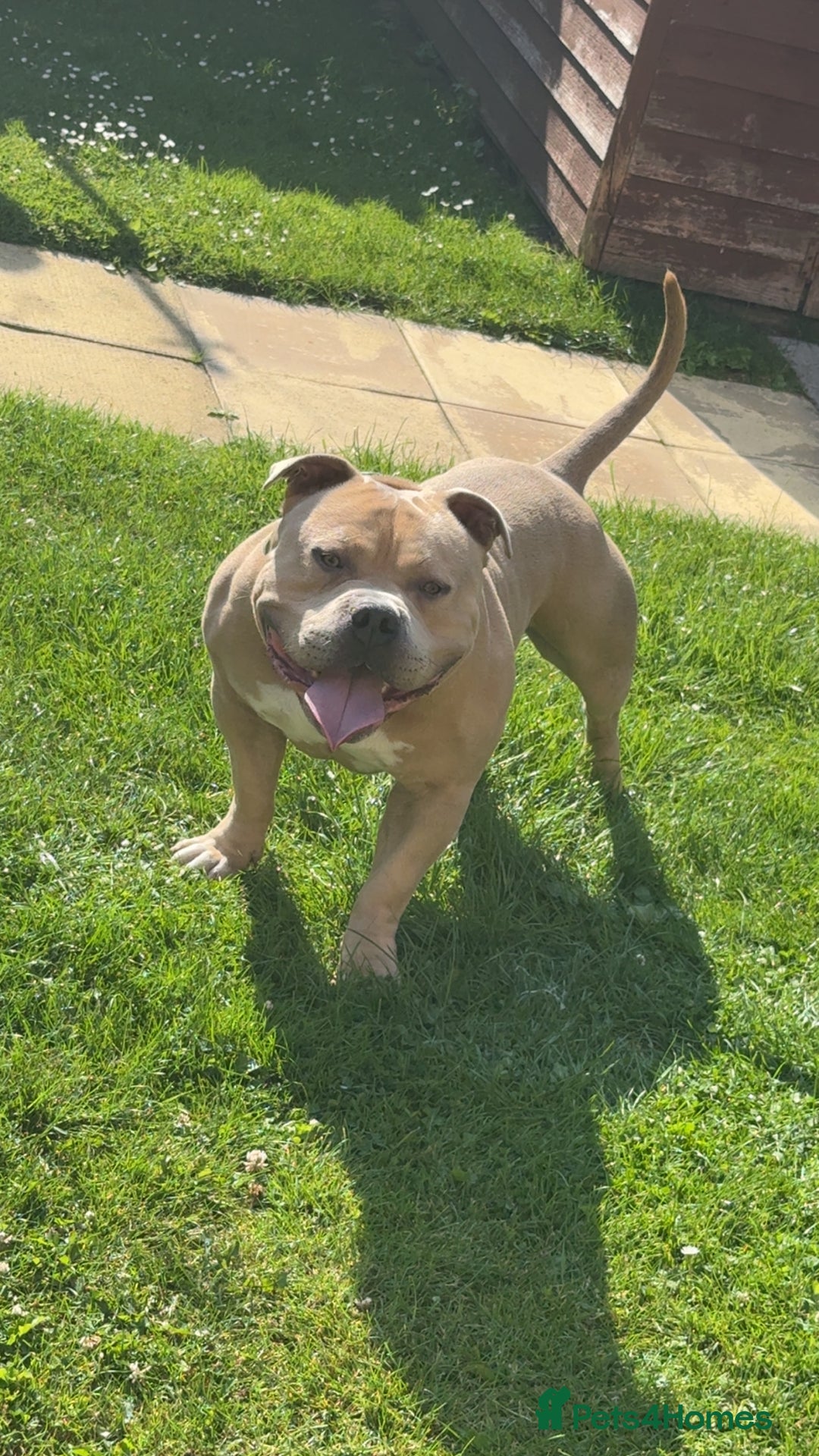 American Bulldog dogs for sale: Pocket bully - Advert 3