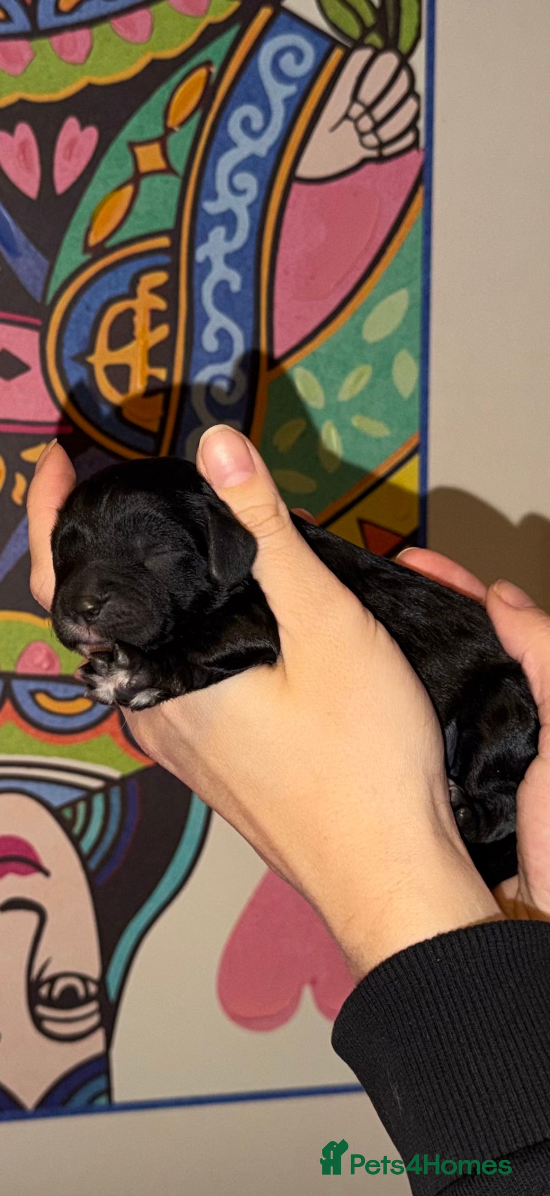 Cavapoo dogs for sale: 🐶 Beautiful Cavapoo Puppies – Ready 3rd March - Advert 7