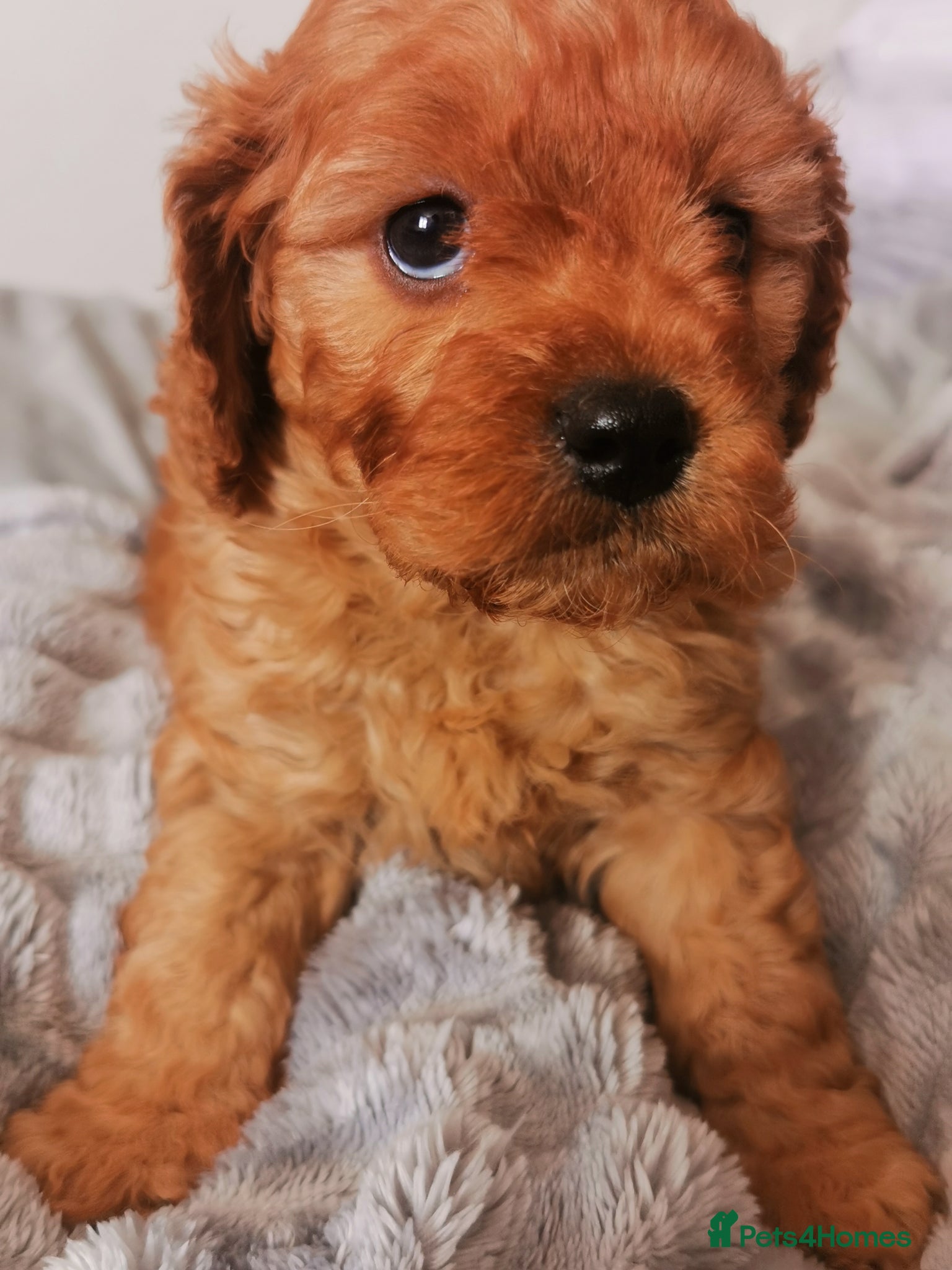 Cavapoo dogs EXTENSIVELY HEALTH TESTED F1B CAVAPOO PUPPIES  - Advert 2