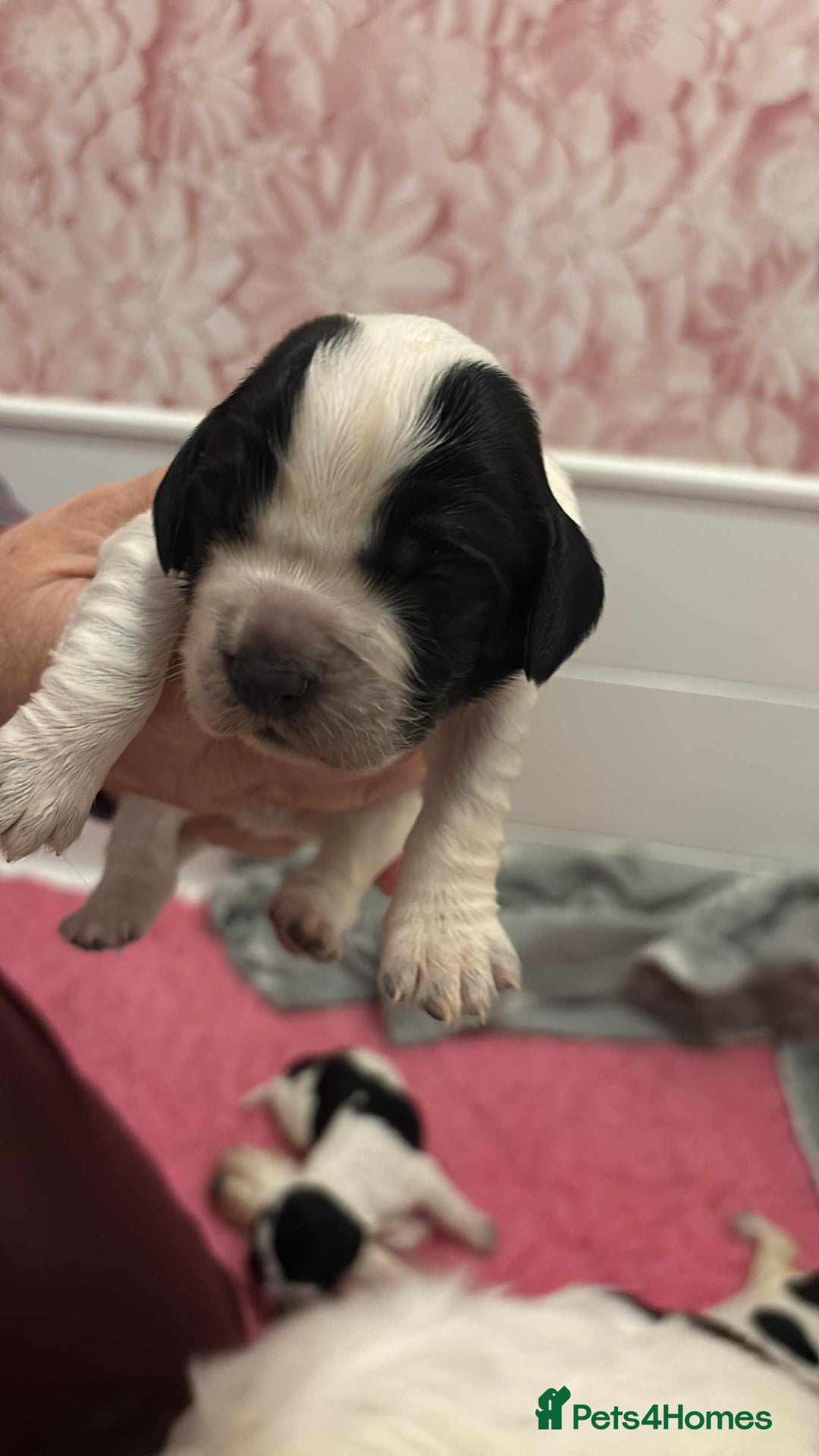 Sprocker dogs for sale: Adorable F1 Sprocker Spaniel Babies.  - Advert 25