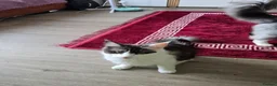 Maine Coon cats for sale: Lussi - Advert 5
