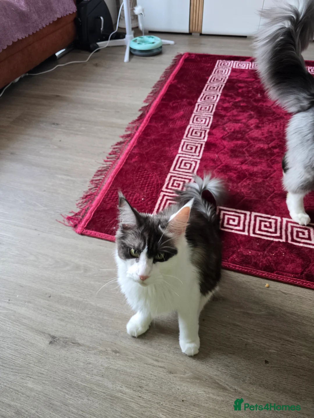 Maine Coon cats for sale: Lussi - Advert 5