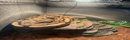 Mixed Breed reptiles for sale: Selling multiple snakes, frogs and tarantulas  - Advert 1