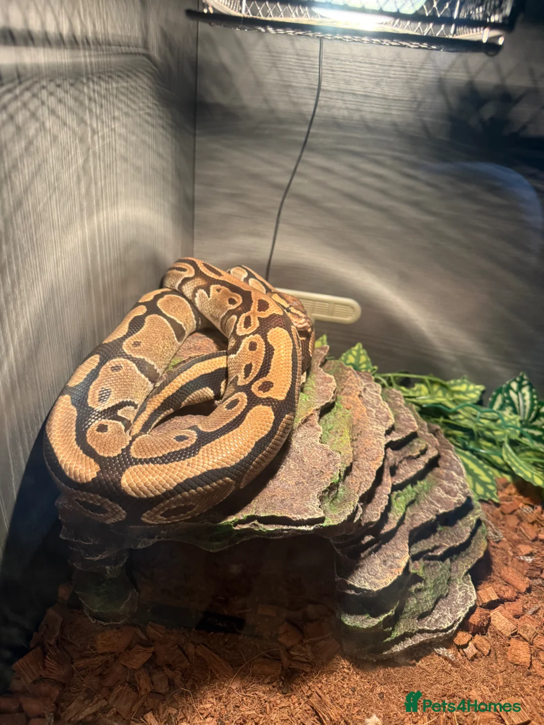 Mixed Breed reptiles for sale: Selling multiple snakes, frogs and tarantulas  - Advert 1