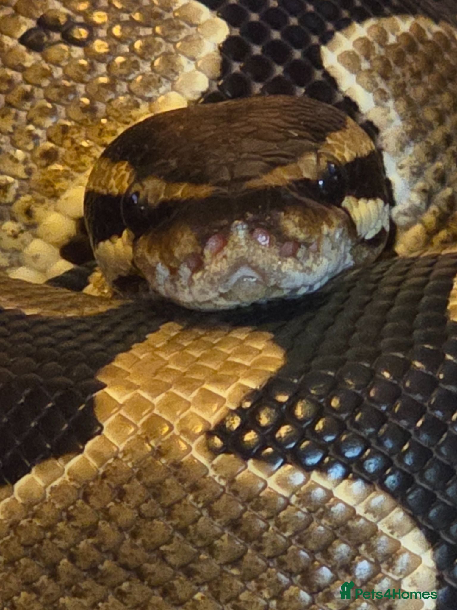 Corn Snake reptiles Ball python looking for new home - Advert 9