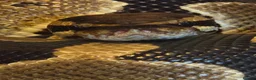 Corn Snake reptiles for sale: Ball python looking for new home - Advert 1