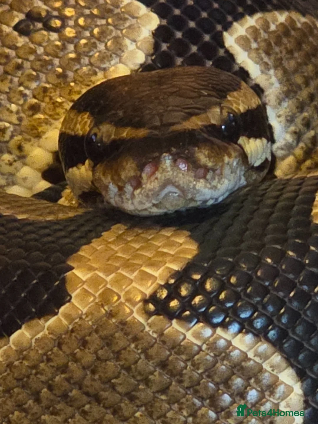 Corn Snake reptiles for sale: Ball python looking for new home - Advert 1