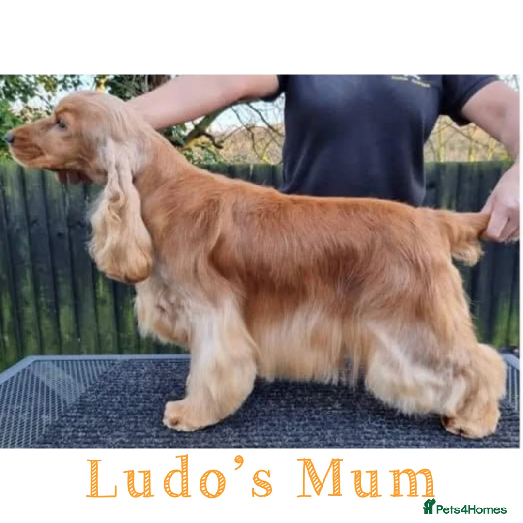 Cocker Spaniel dogs for stud: LUDO - GOLDEN Show Cocker Pedigree Stud TOP Tested in Bradford-on-Avon - Advert 14