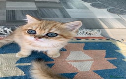 British Shorthair cats for sale:  **   ** : BSH Golden champion lines - Advert 33