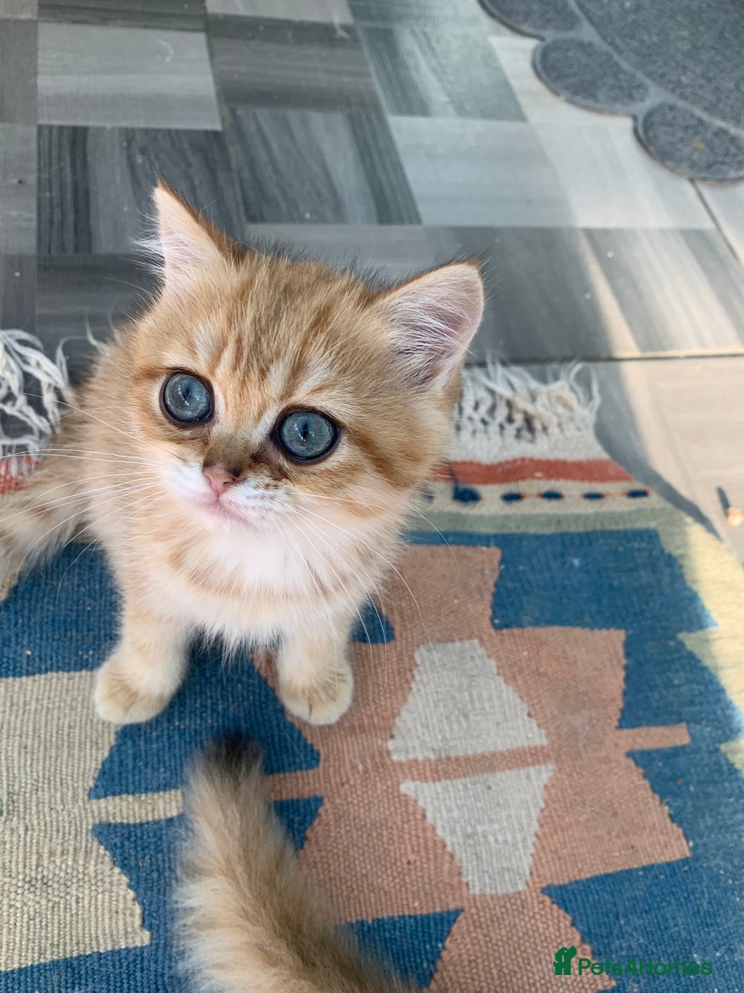 British Shorthair cats for sale:  **   ** : BSH Golden champion lines - Advert 33