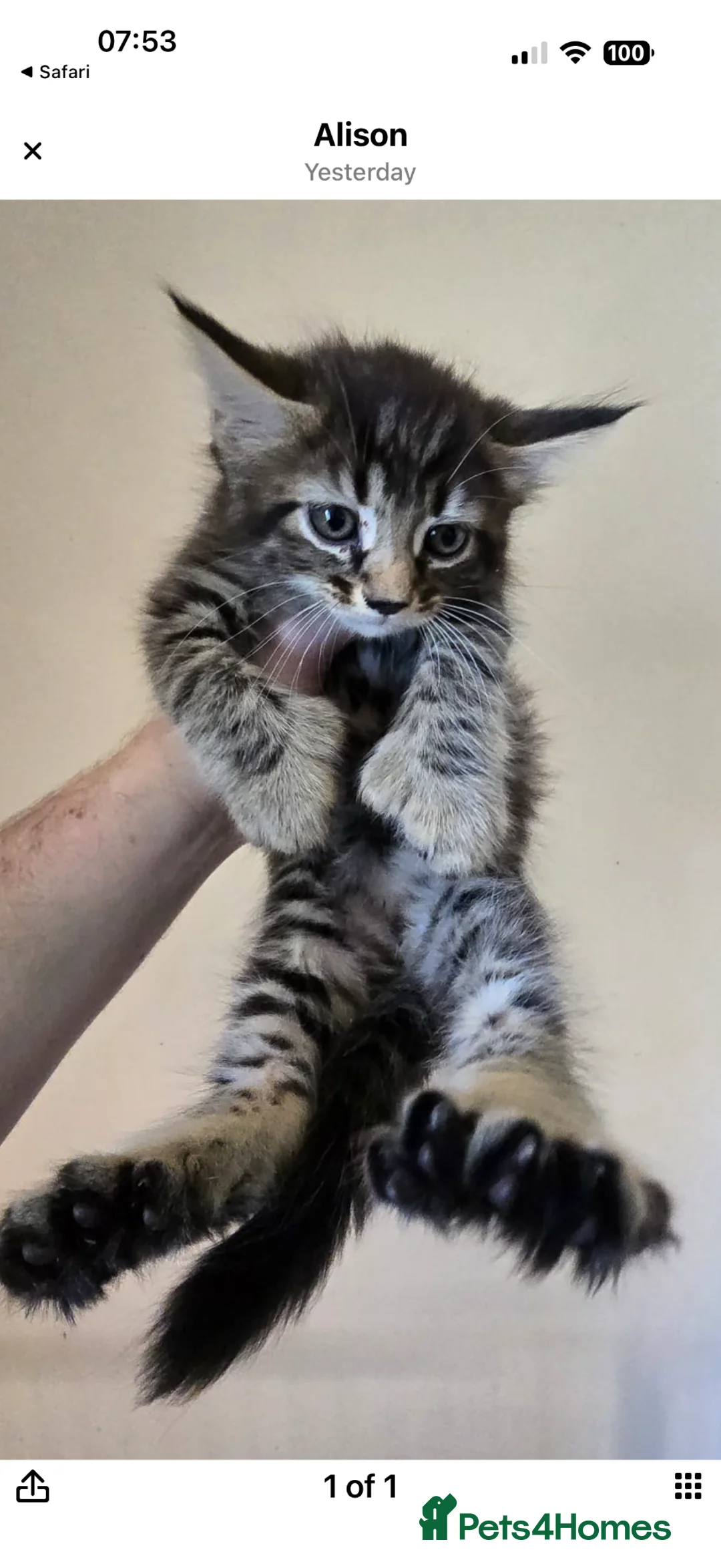 Maine Coon cats for sale: Stunning Maine coone/shorthair kittens  - Advert 4