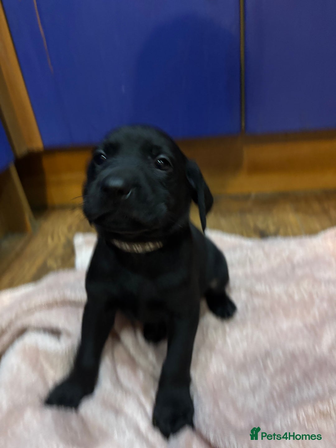 Labrador Retriever dogs for sale: Fully Health Tested Outstanding KC Reg Puppies - Advert 8