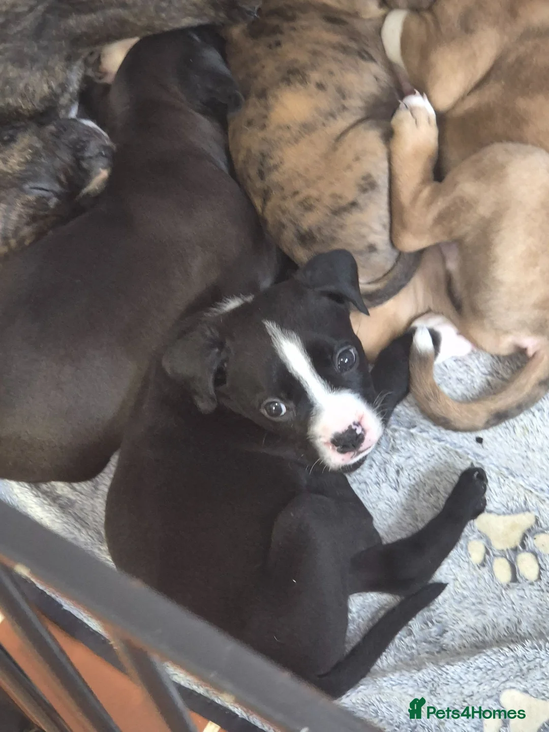 Mixed Breed dogs for sale: 1 handsome bullweiller left. Ready to leave NOW  - Advert 1
