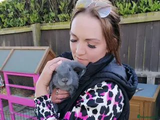 Mini Lop rabbits Nelly mini lop - Advert 10