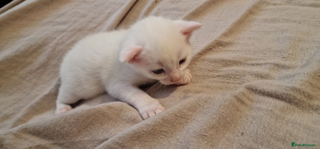 Mixed Breed cats for sale: Adorable white kittens  - Image 12