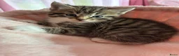 Mixed Breed cats for sale: Beautiful Ragdoll 2 males  - Advert 3