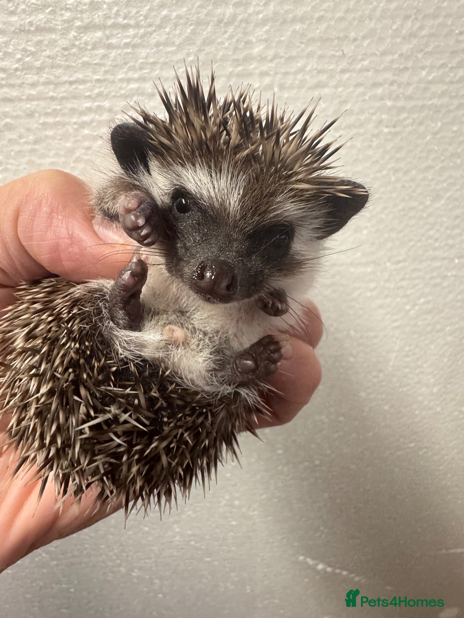 Pygmy Hedgehog rodents 8wk old APH babies mixed masks/colours setup poss  - Advert 2