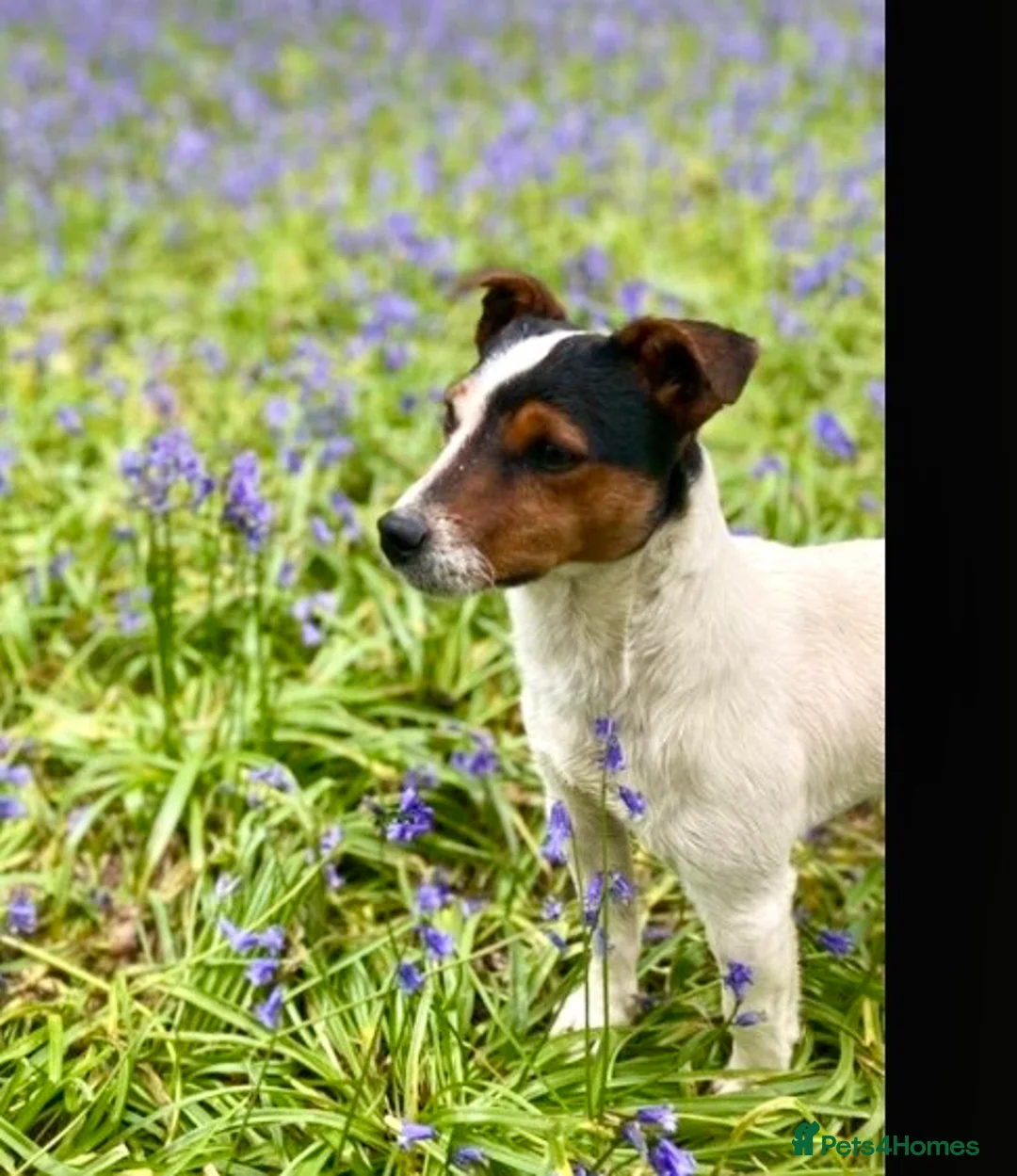 Jack Russell dogs for sale: Gorgeous little Jack Russell’s - Advert 11