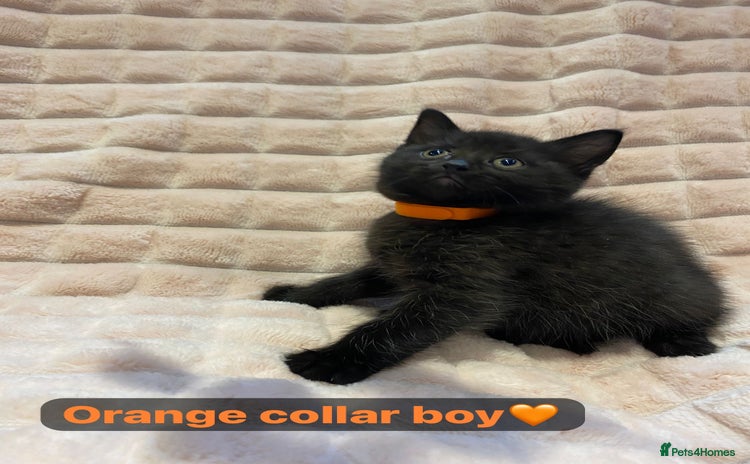 British Shorthair cats - Advert 8