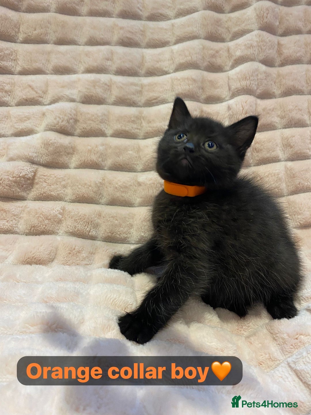 British Shorthair cats for sale: 7 stunning British shorthair cross kittens🩷🩵 - Image 11