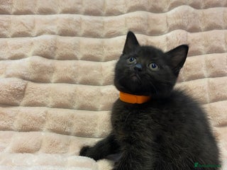 British Shorthair cats - Advert 19