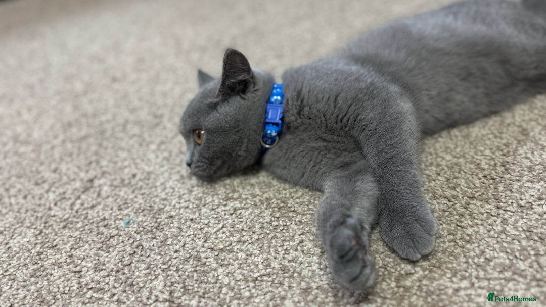 British Shorthair cats for sale: British shorthair  - Image 3