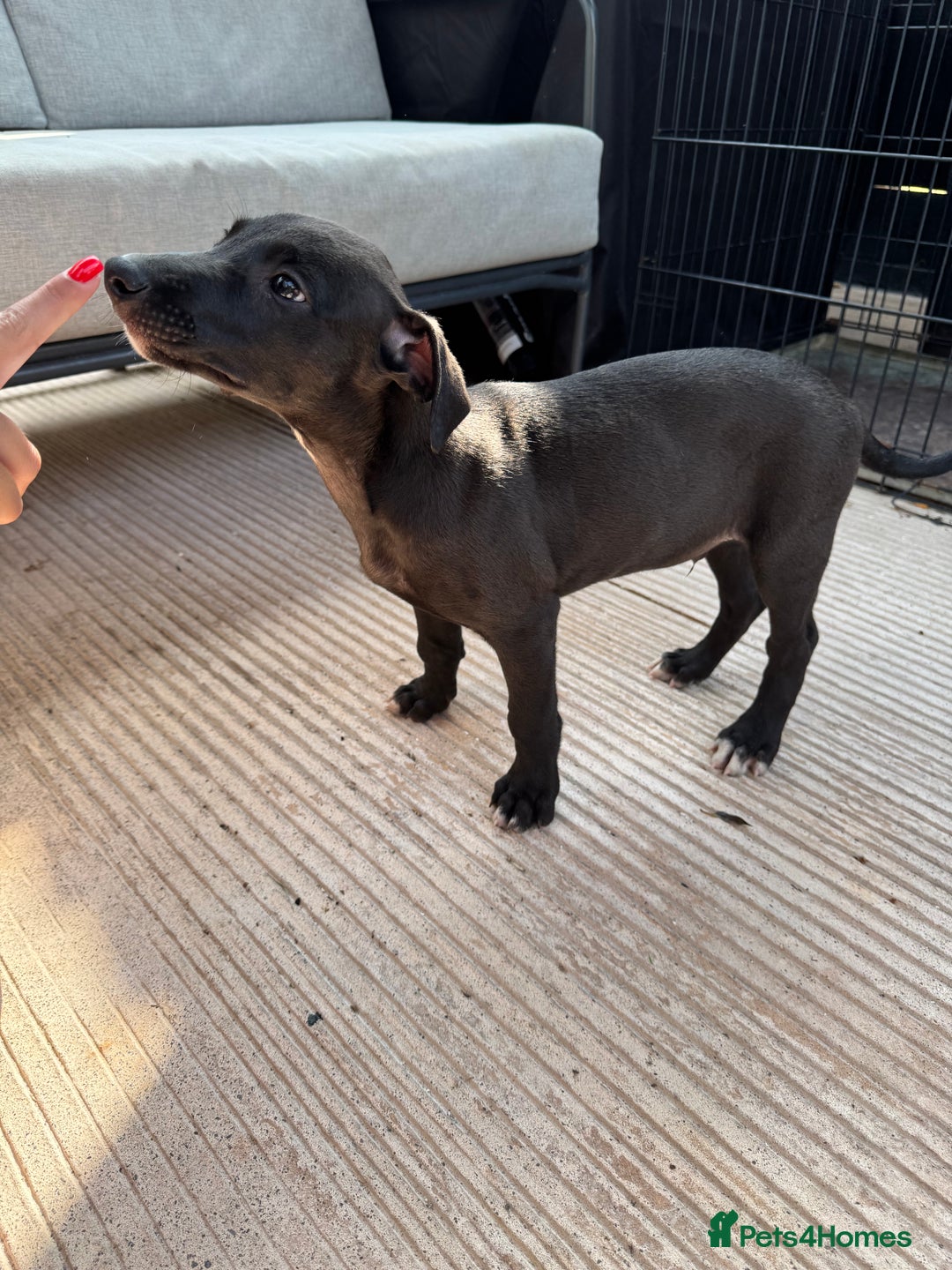 Lurcher dogs for sale: Bull cross puppies  - Image 2
