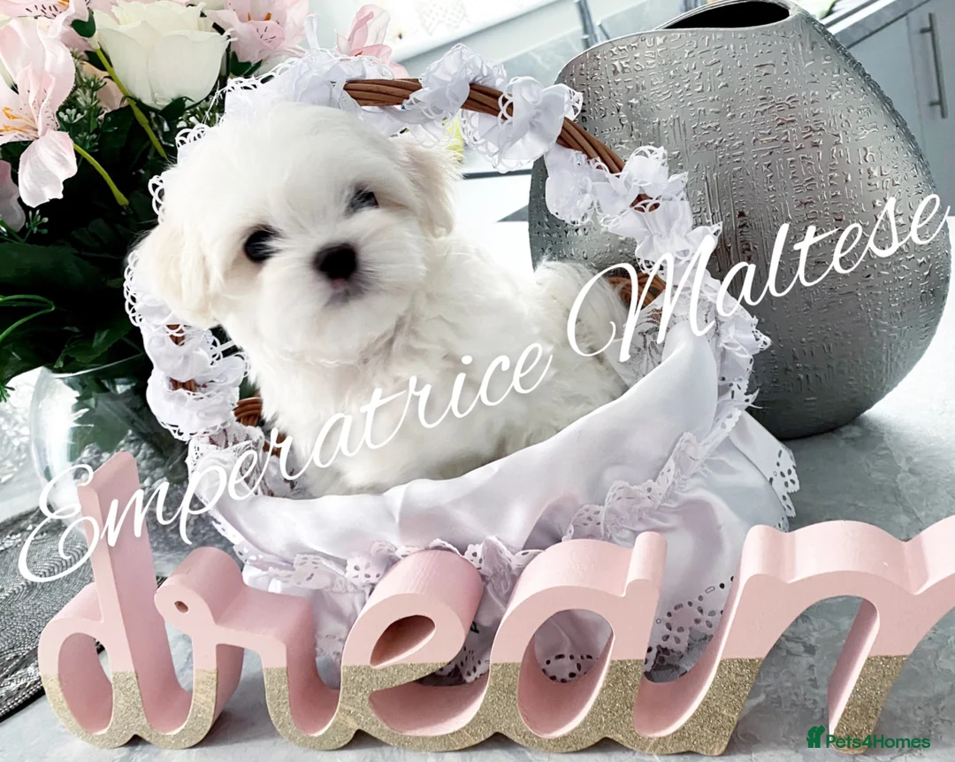 Maltese dogs for sale: Tiny KC Reg. Korean Maltese- CH line show dogs! - Advert 1