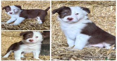 Border Collie dogs - Advert 2
