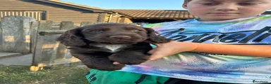 Cocker Spaniel 3