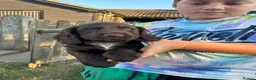 Cocker Spaniel dogs for sale: 6 working Cocker Spaniel puppies in Fordingbridge - Advert 5