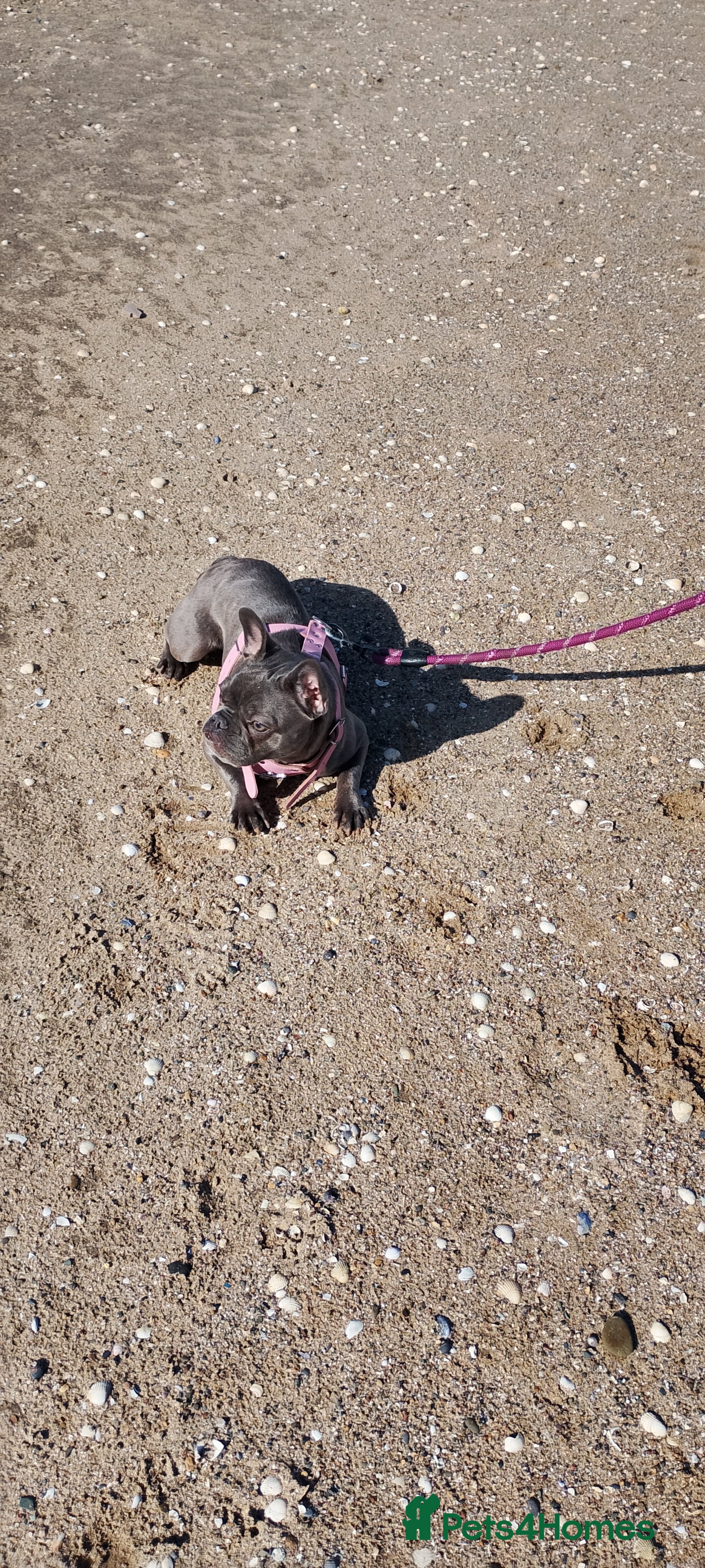 French Bulldog dogs French bulldog - Advert 6