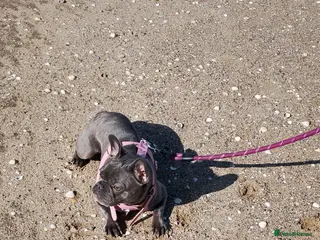 French Bulldog dogs French bulldog - Advert 6