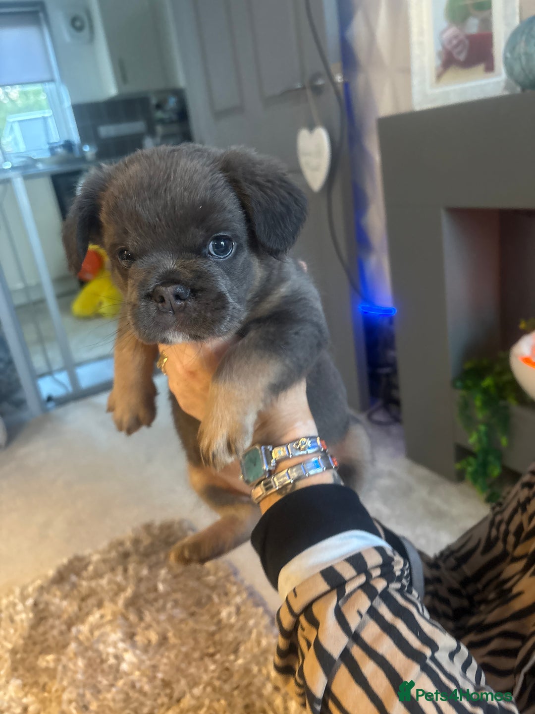 French Bulldog dogs for sale: Fluffy French bulldog  - Image 1