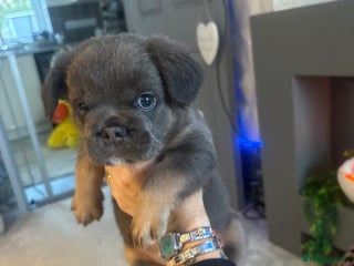 French Bulldog dogs - Advert 33