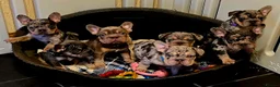 French Bulldog dogs for sale: FRENCH BULLDOG  - Advert 3