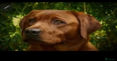 Labrador Retriever dogs - Advert 15