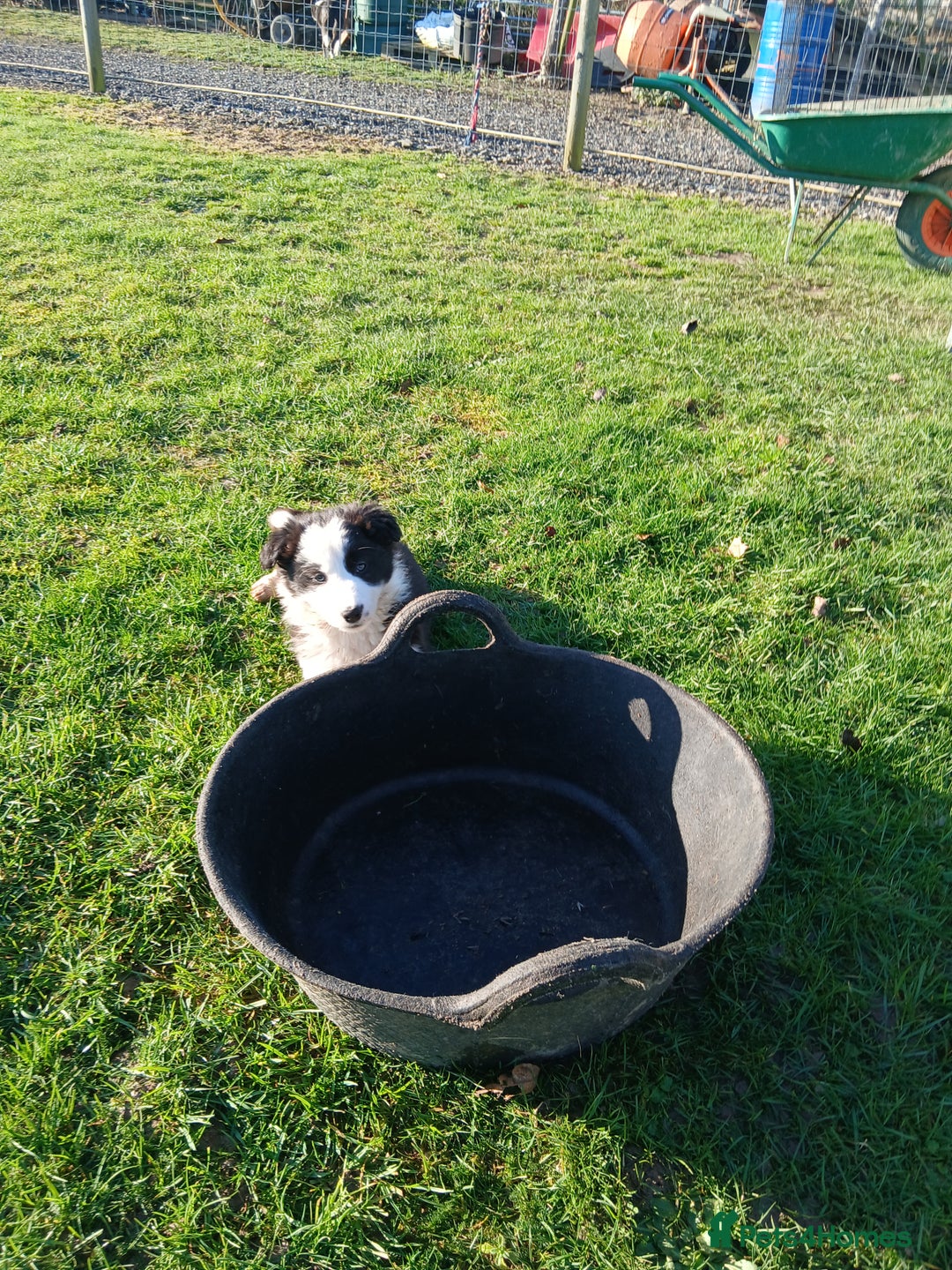 Border Collie dogs for sale: Long coated traditional border collie pups - Advert 22