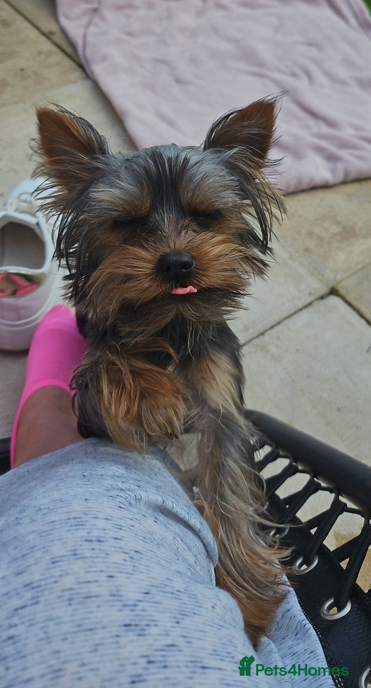 Yorkshire Terrier dogs Little BOSS  in Loughborough - Advert 6