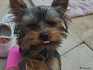 Yorkshire Terrier dogs Little BOSS in Loughborough - Advert 16