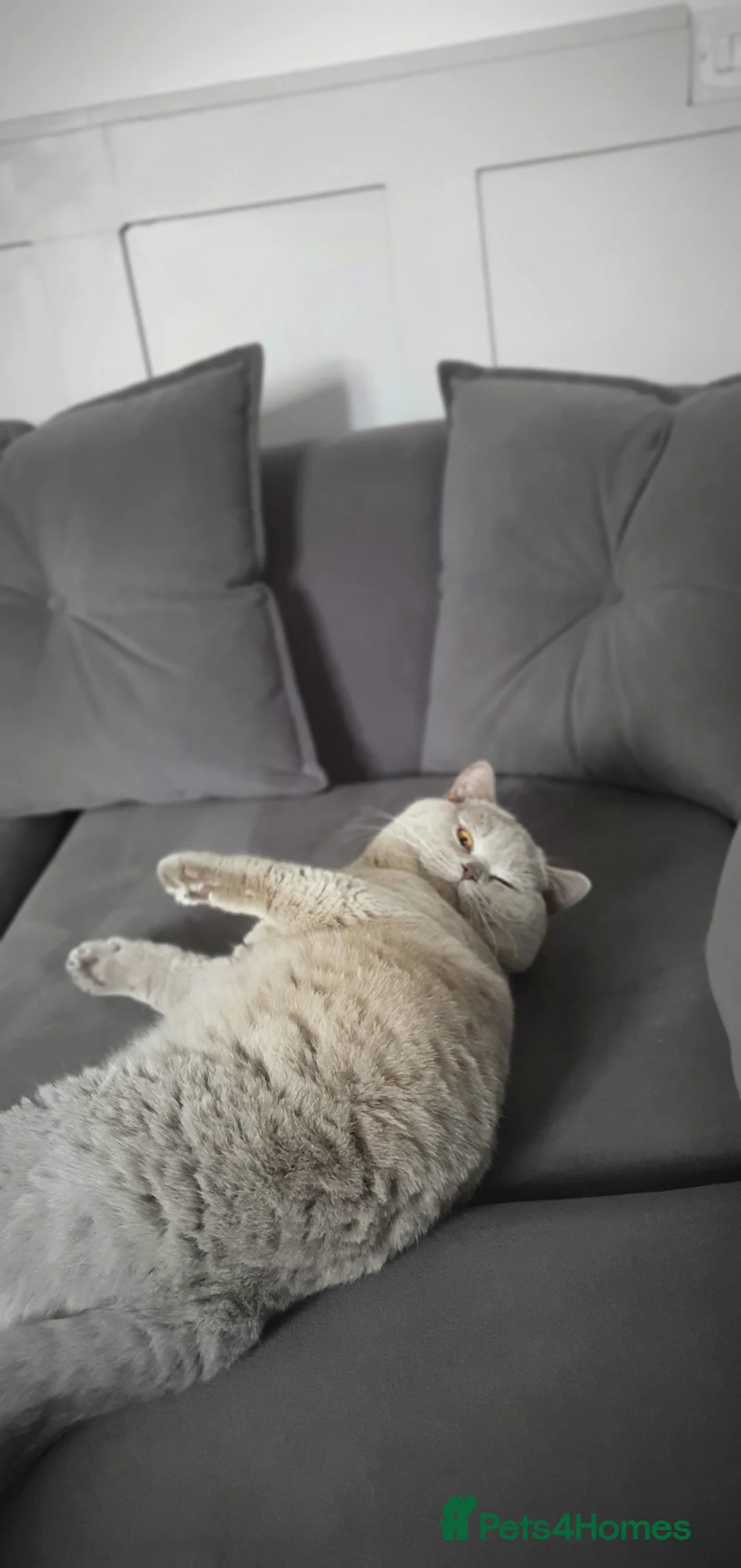 British Shorthair cats for stud: GCCF Grand Champion British shorthair stud in Wolverhampton - Advert 7