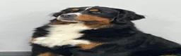 Bernese Mountain Dog dogs for sale: Bernese mountain dog (Bess). in Liverpool - Advert 1