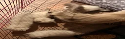 Ragdoll cats for sale: Pure bred blue pointed lynx ragdolls - Advert 5
