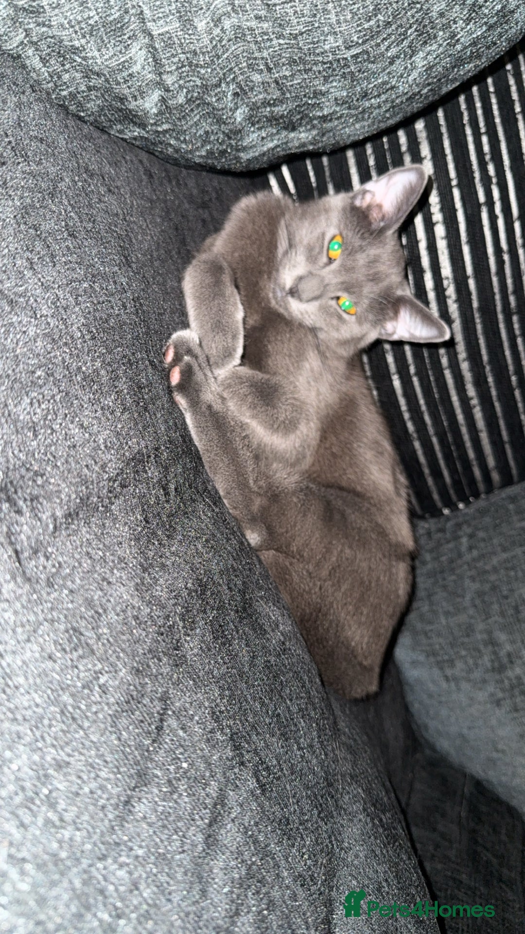 Mixed Breed cats for sale: Russian blue mix for rehome - Image 4